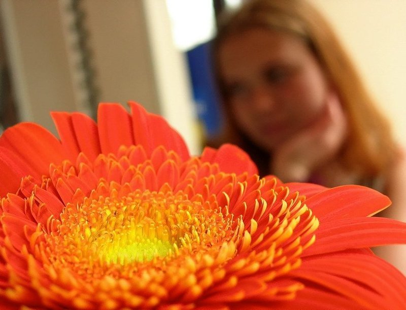 рыжие, герберы Она Любила... фото превью