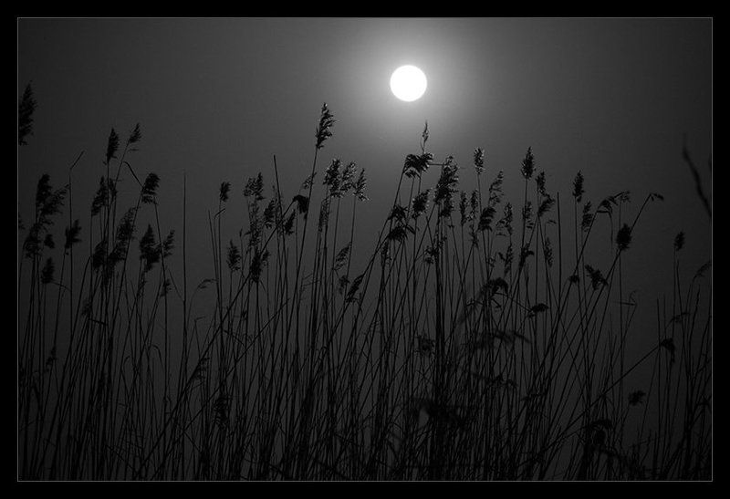 .Sergio Pachini. Silence фото превью