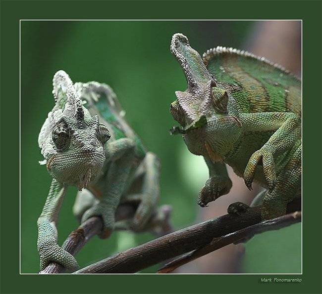 хамелеоны, макро, животные, рептилии, Марк Пономаренко