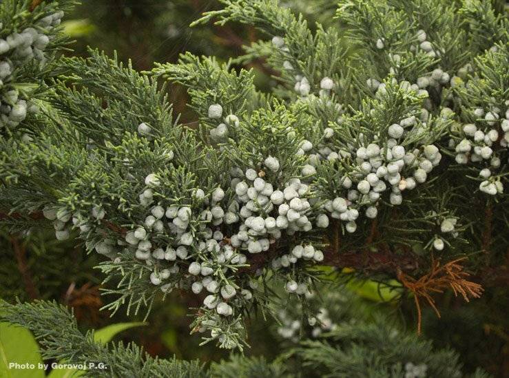 растение, ABone