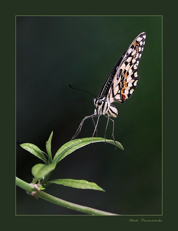 бабочка, насекомые, макро про изящность... фото превью