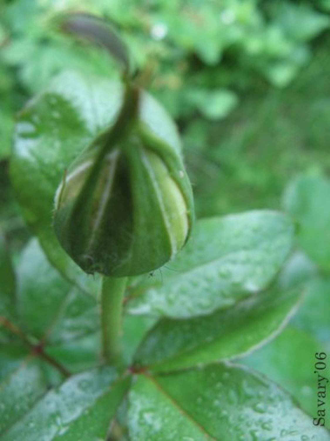 2006, роза, Olga