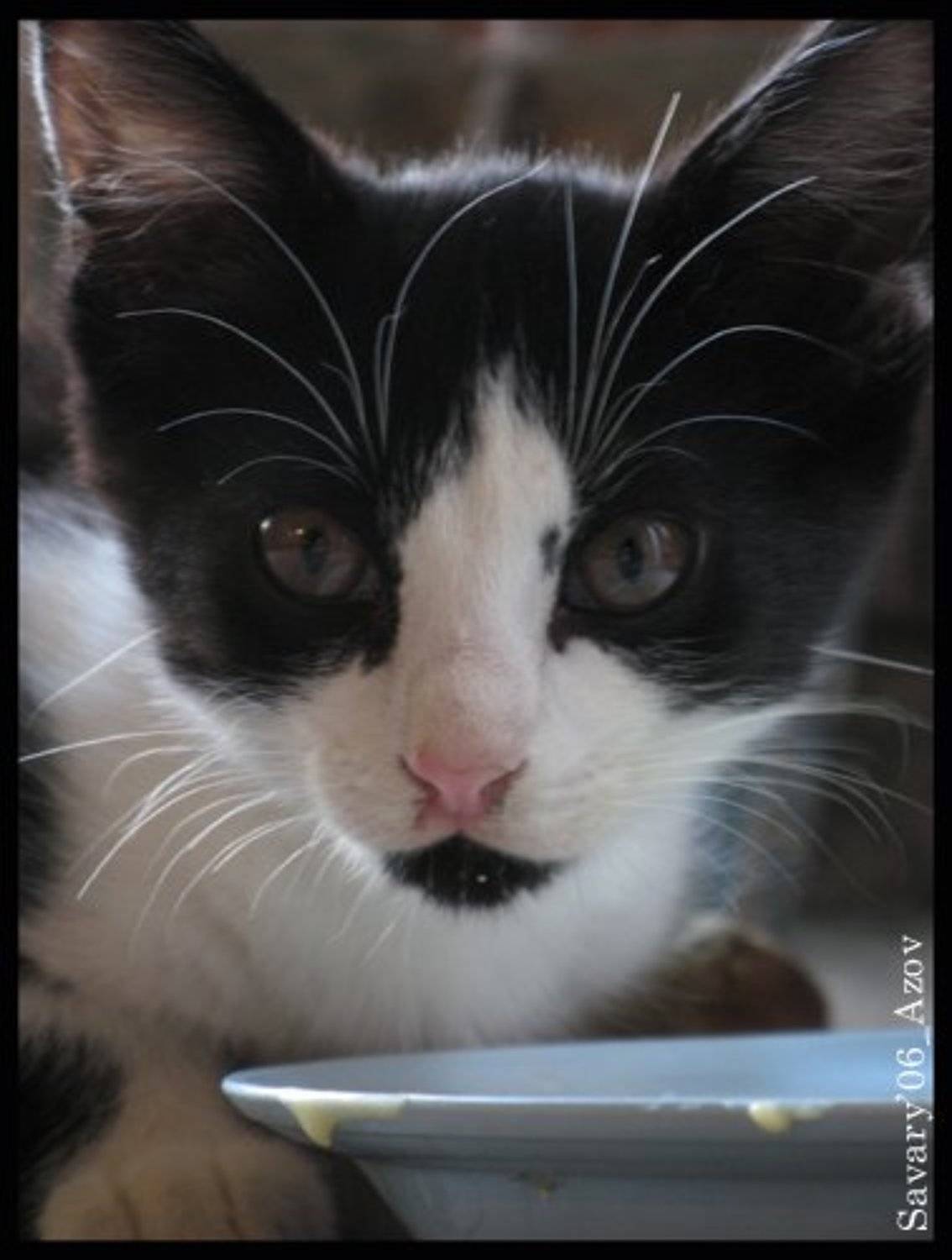 Азов, кот, 2006, Olga