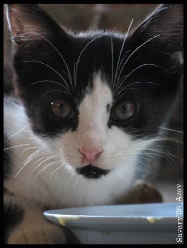 Азов, кот, 2006 Кот с Азова фото превью