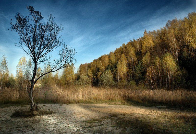 Про осенний лес и зимнее дерево фото превью