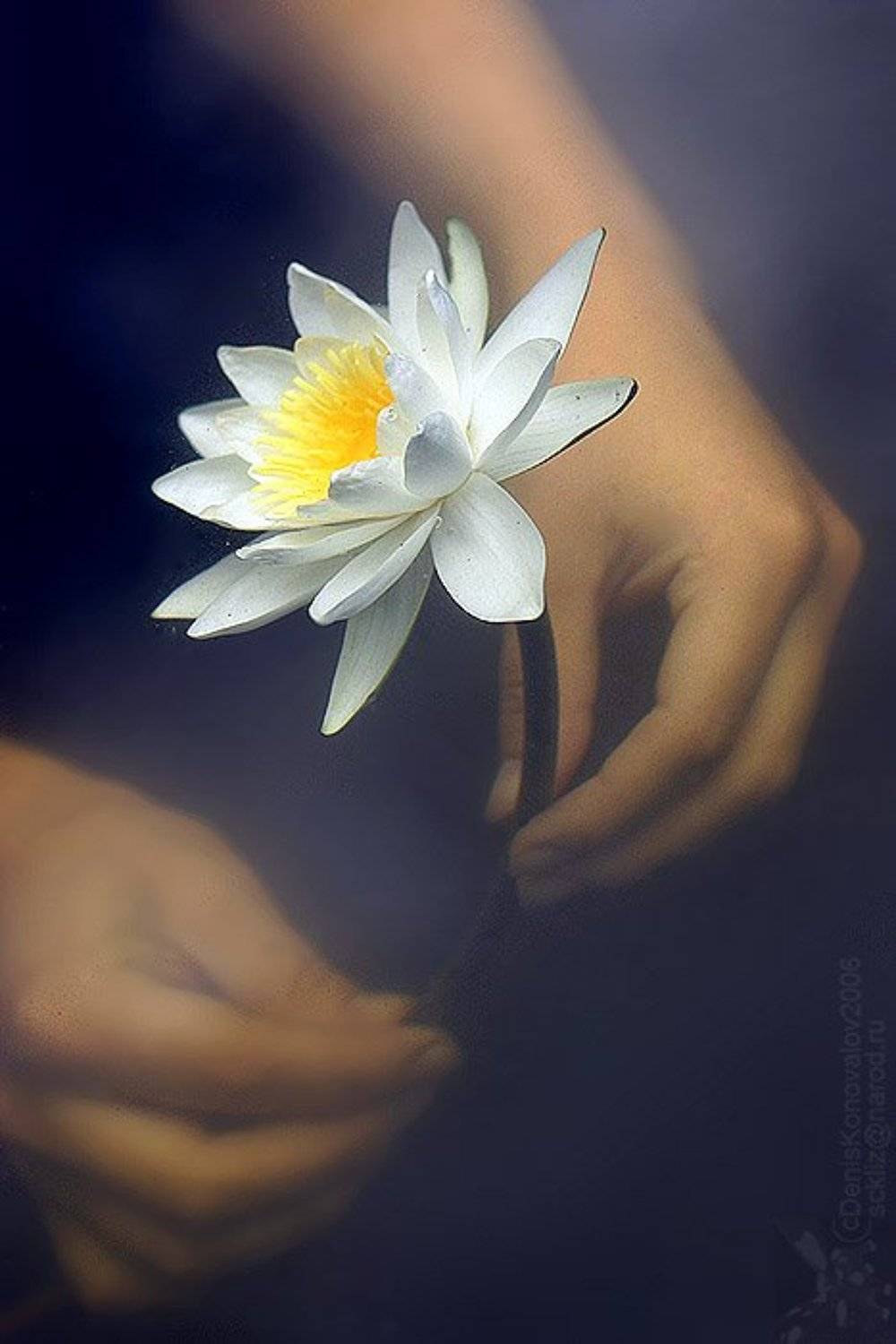 лилия, руки, вода, Sckliz