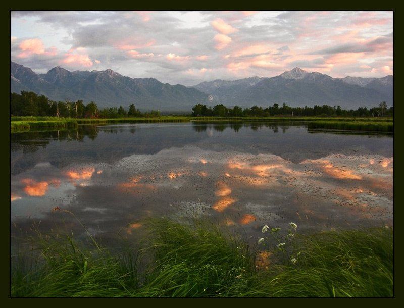 Баргузинская долина. Курумкан. Болотистый берег Баргузина. Старое цветущее озеро. Бурятия озёрная фото превью