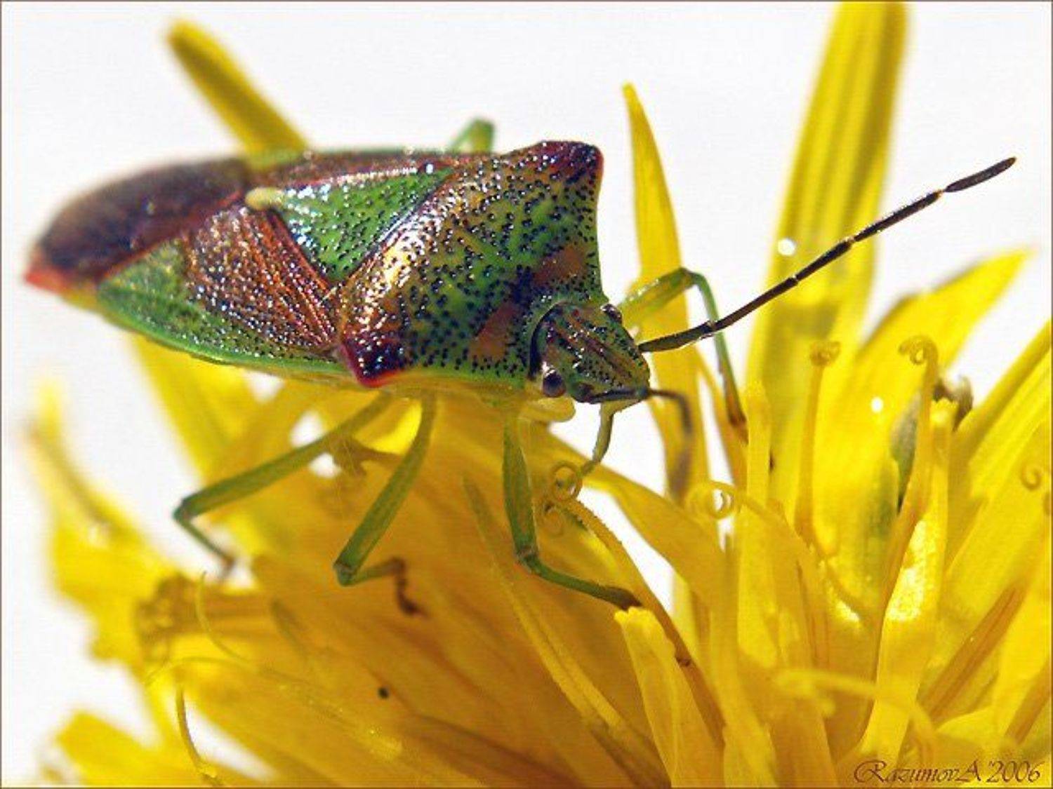 Клоп, макро, Anjelochka