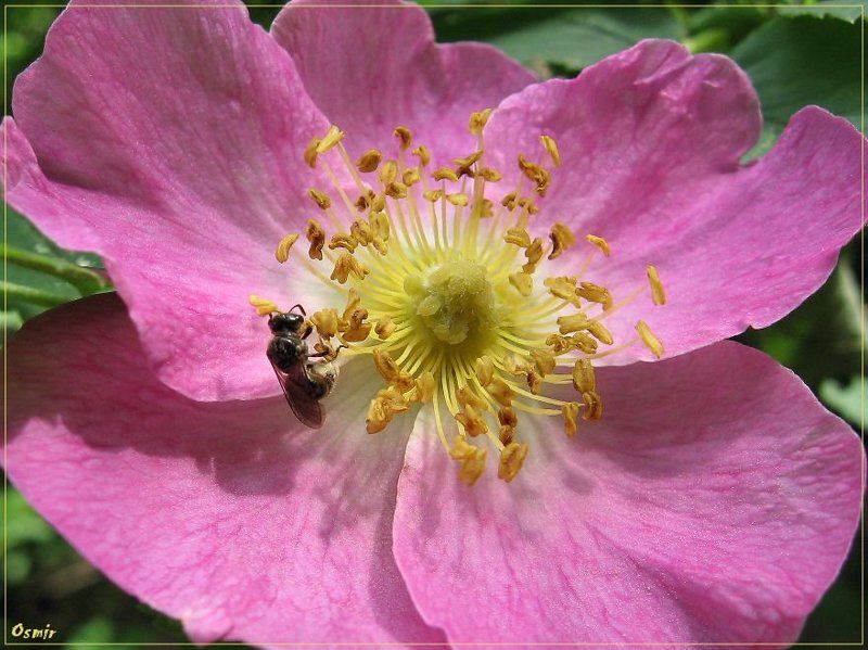 пчела, шиповник, цветок Мюсли для самой маленькой фото превью