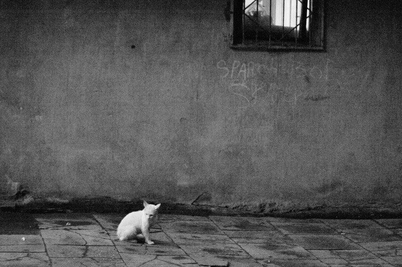 Кошка, двор Ушел дружок фото превью