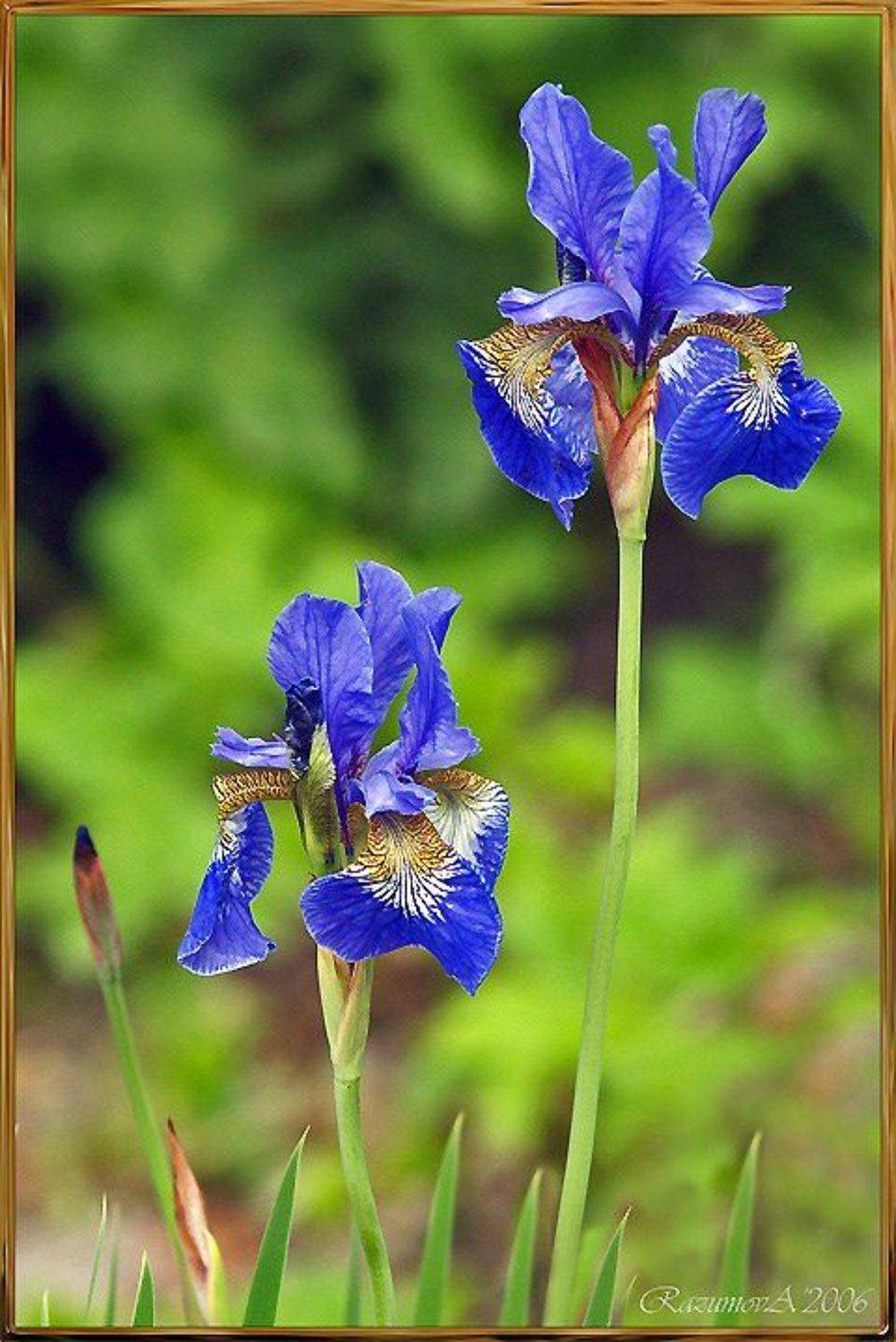 Цветы, Ирисы, Anjelochka
