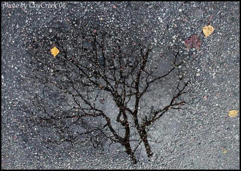 осень, лужа, асфальт  фото превью