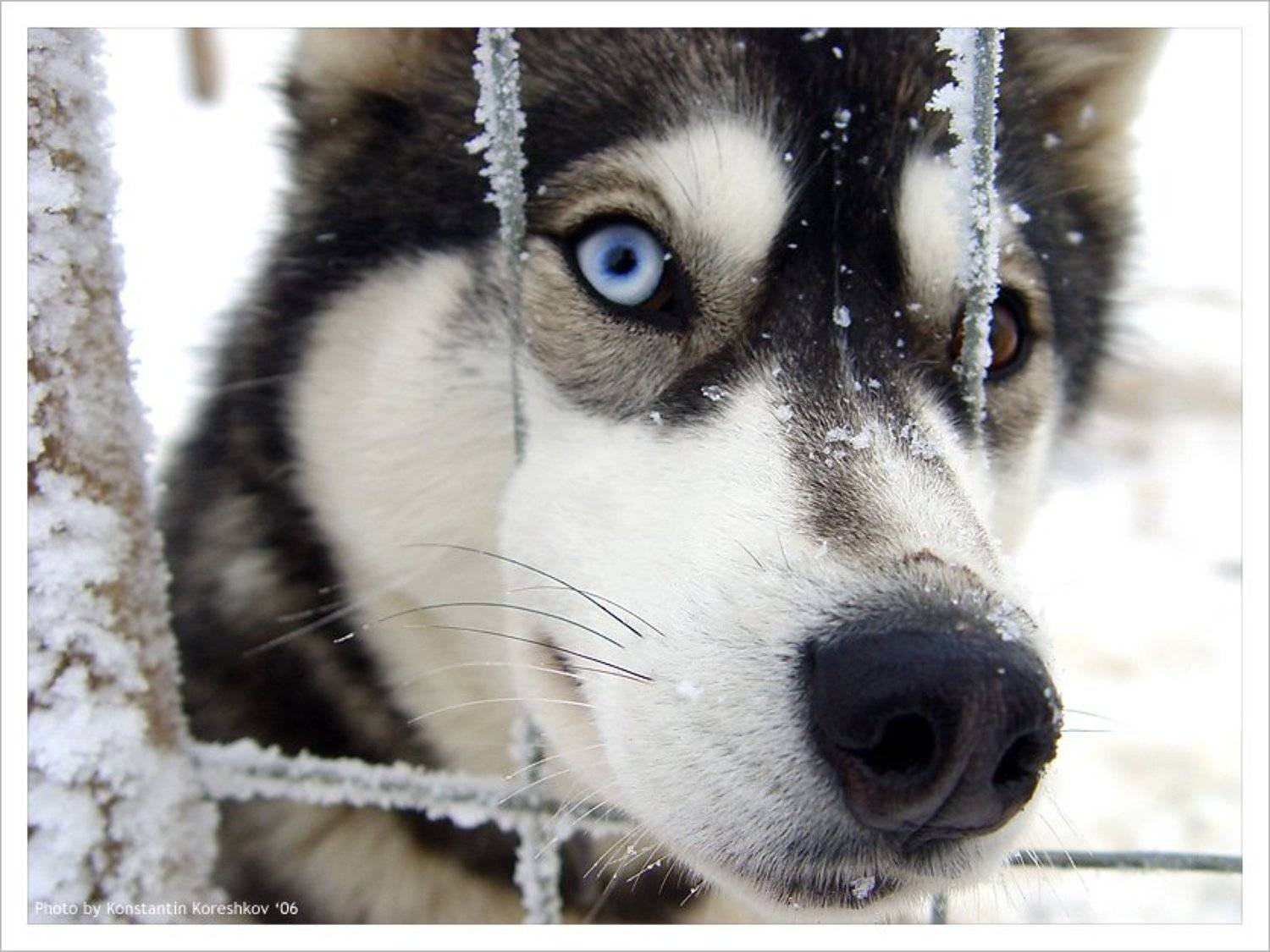 Финляндия, Finland, Лапландия, Lapland, Lappi, Хаски, Husky, ездовые, собаки, Лапландские, лайки, Сибирские, Константин Корешков