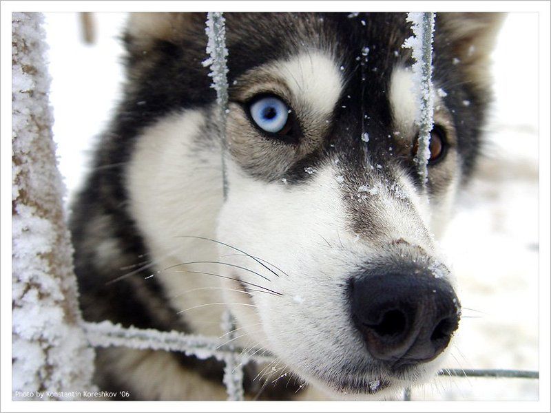 Финляндия, Finland, Лапландия, Lapland, Lappi, Хаски, Husky, ездовые, собаки, Лапландские, лайки, Сибирские Хочешь, прокачу? (Хаски. Финская Лапландия) фото превью