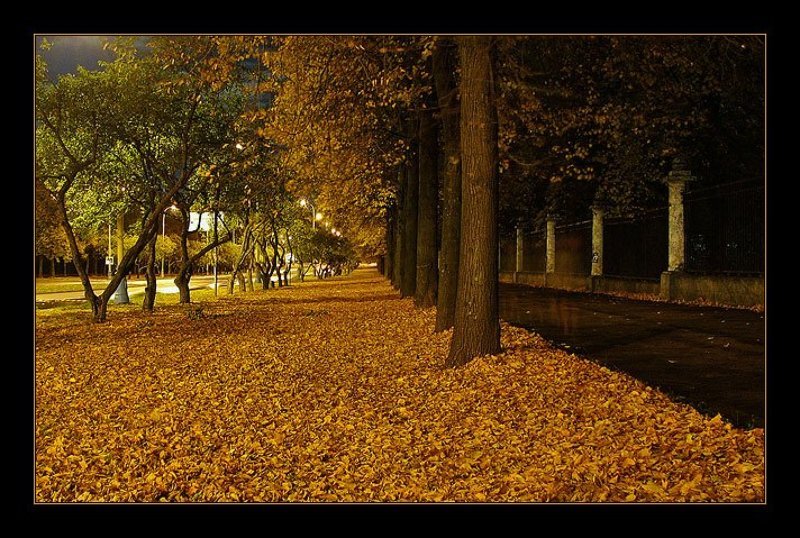 москва, город, ночь, огни, фонари, улица, аллея, деревья, листья, желтый, dyadyavasya На ковре из желтых листьев фото превью