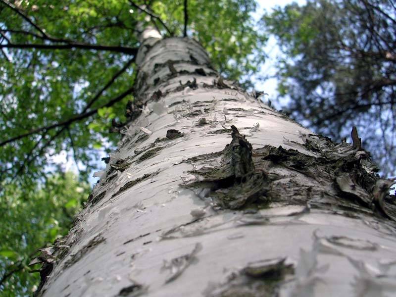 береза, ствол, senjor