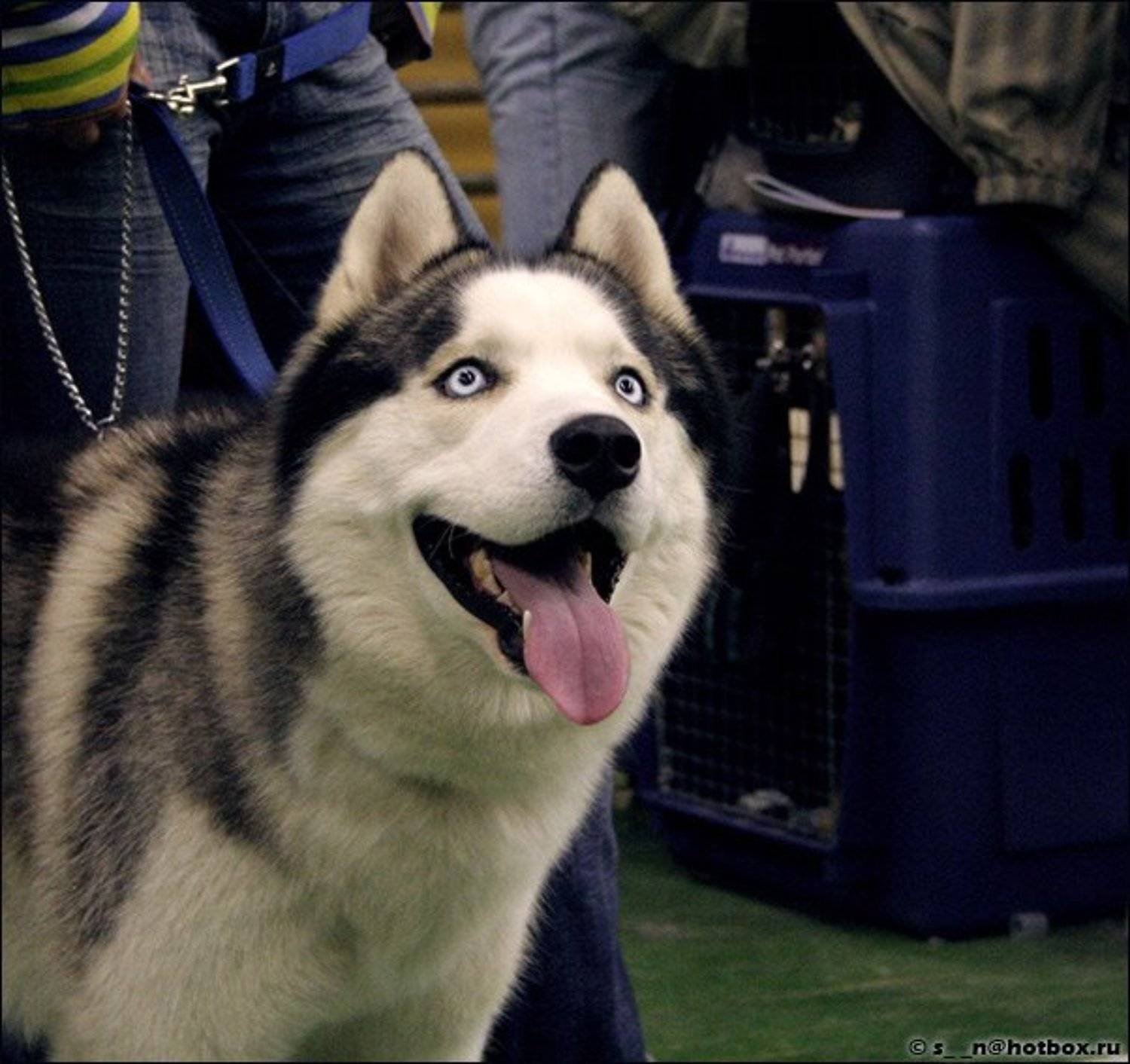 собаки, хаски, взгляд, Энси