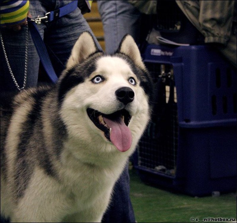 собаки, хаски, взгляд Глаза фото превью