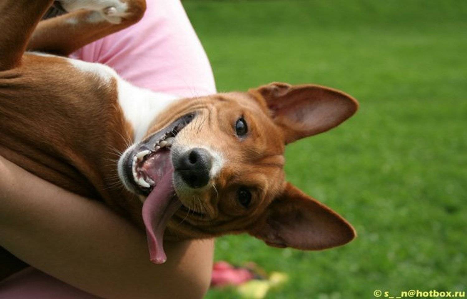 собаки, басенджи, улыбка, Энси