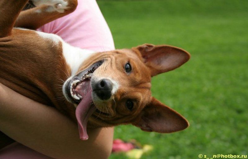 собаки, басенджи, улыбка Улыбочку) фото превью