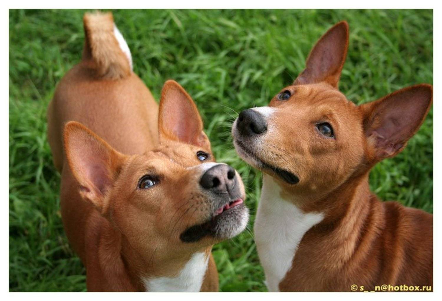 собаки, рыжие, басенджи, Энси