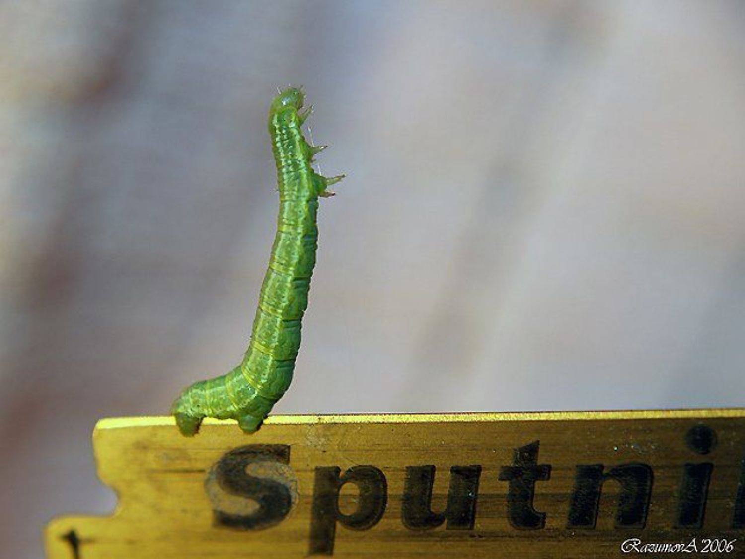 Гусеница, макро, бегущая по лезвию, Anjelochka