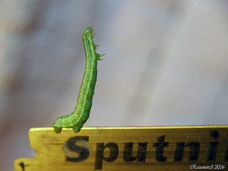 Гусеница, макро, бегущая по лезвию Бегущая по лезвию бритвы фото превью