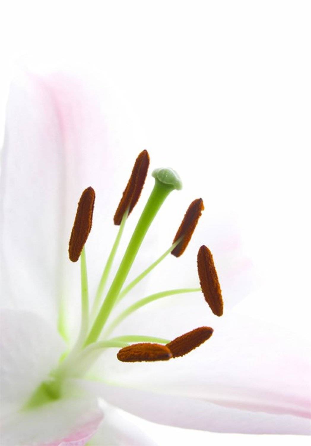 лилия, цветы, Анюта