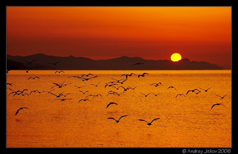 крым, рассвет, солнце, море, чайки, утро, photohunter, Утреннее море чаек фото превью