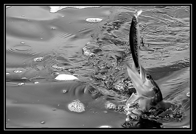 По щучьему велению... фото превью