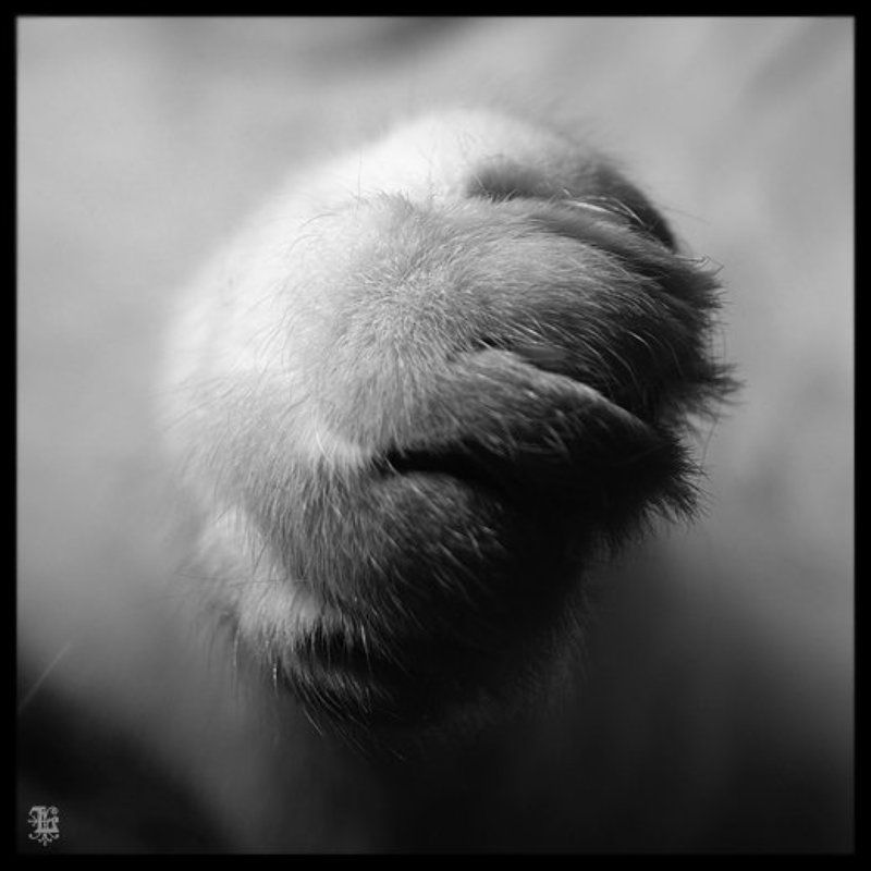 Lucem,cats,кошки,лапа very soft фото превью