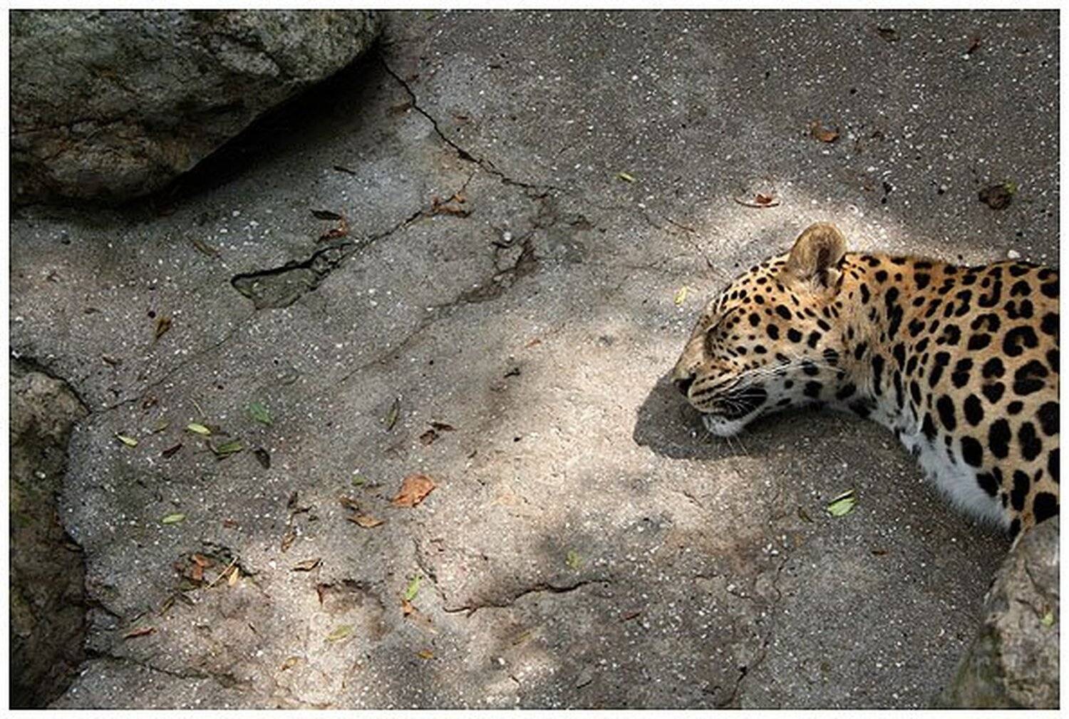 животные, Rautan