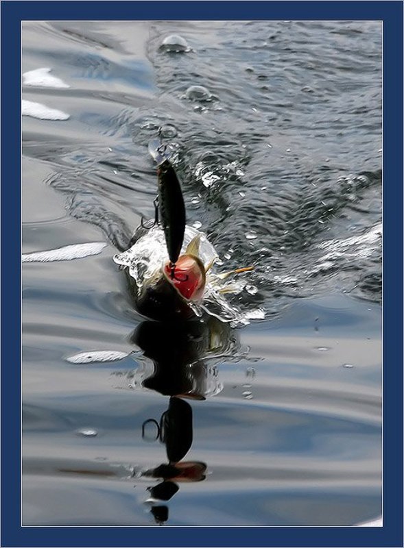 Ловись рыбка большая.. фото превью