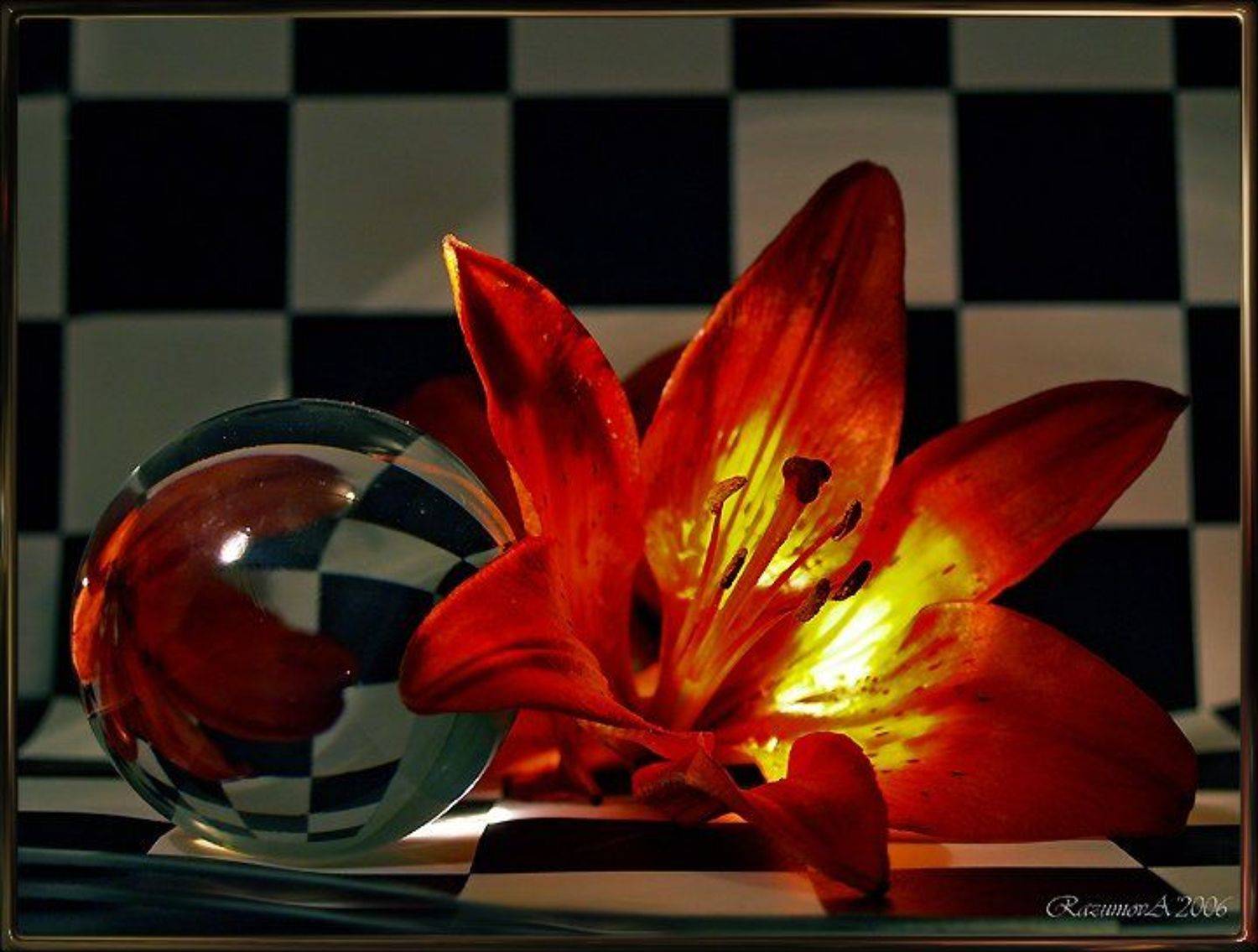 Лилия геометрия, Anjelochka