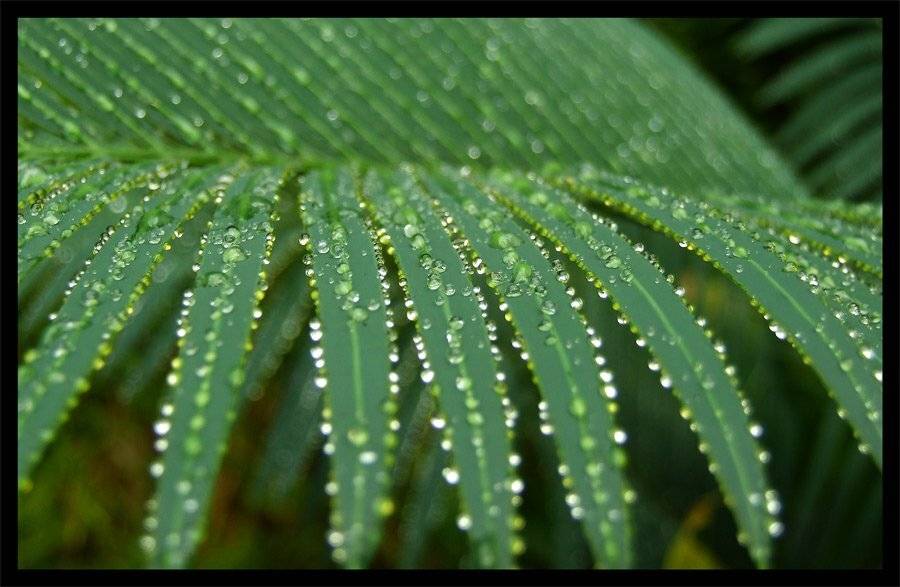 капли, бисер, Vadim Balakin