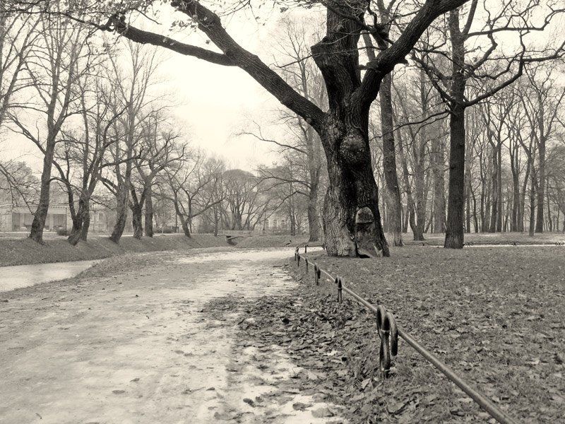 Петербург Таврический  сад В старом парке фото превью
