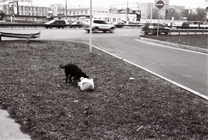 город, собаки B/W фото превью
