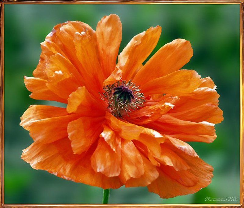 Мак, цветок, Морфей Подарок из сада Морфея фото превью