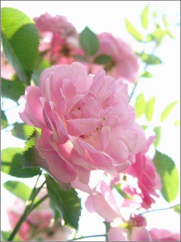 роза, лето, нежность  фото превью