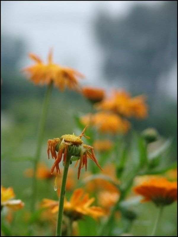 природа, цветок, морко, грустить Грустить фото превью