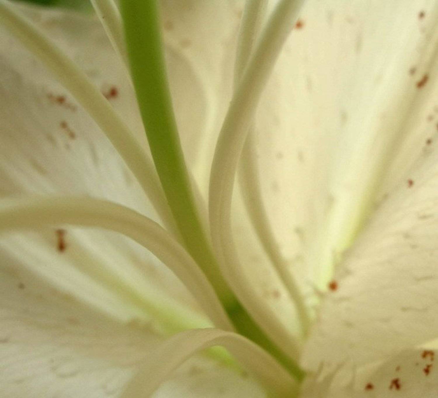 белая, лилия, CyberDream