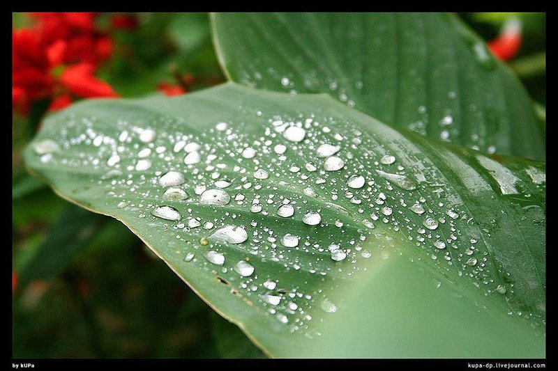 Киев, nature, kUPa Утренняя роса фото превью