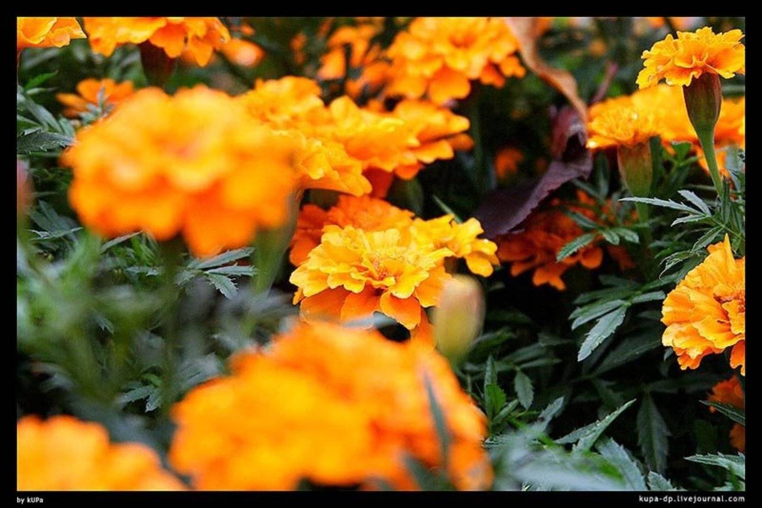 Киев, nature, kUPa, kUPa