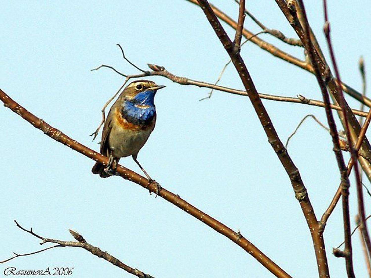 Птица, варакушка, соловей, Anjelochka