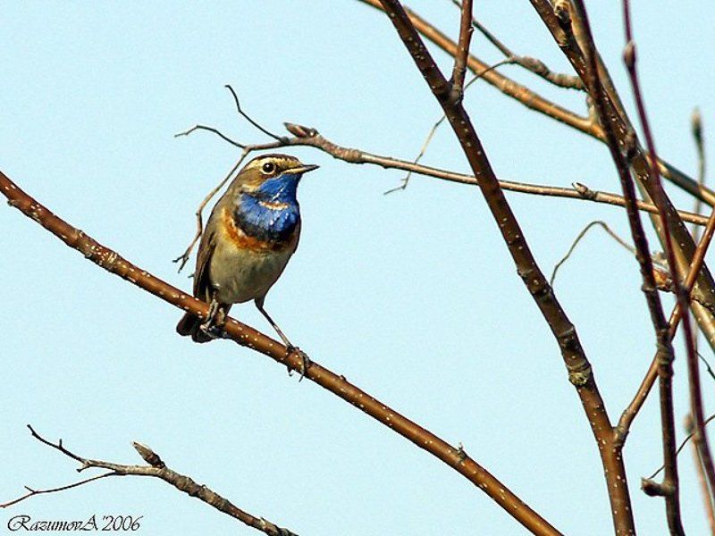 Птица, варакушка, соловей Варакушка фото превью