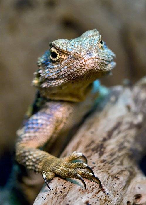 рептилии, ящерицы, макро, портрет, Марк Пономаренко