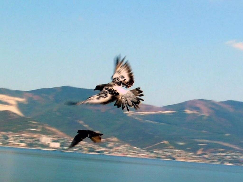 полет, голуби, тень, senjor