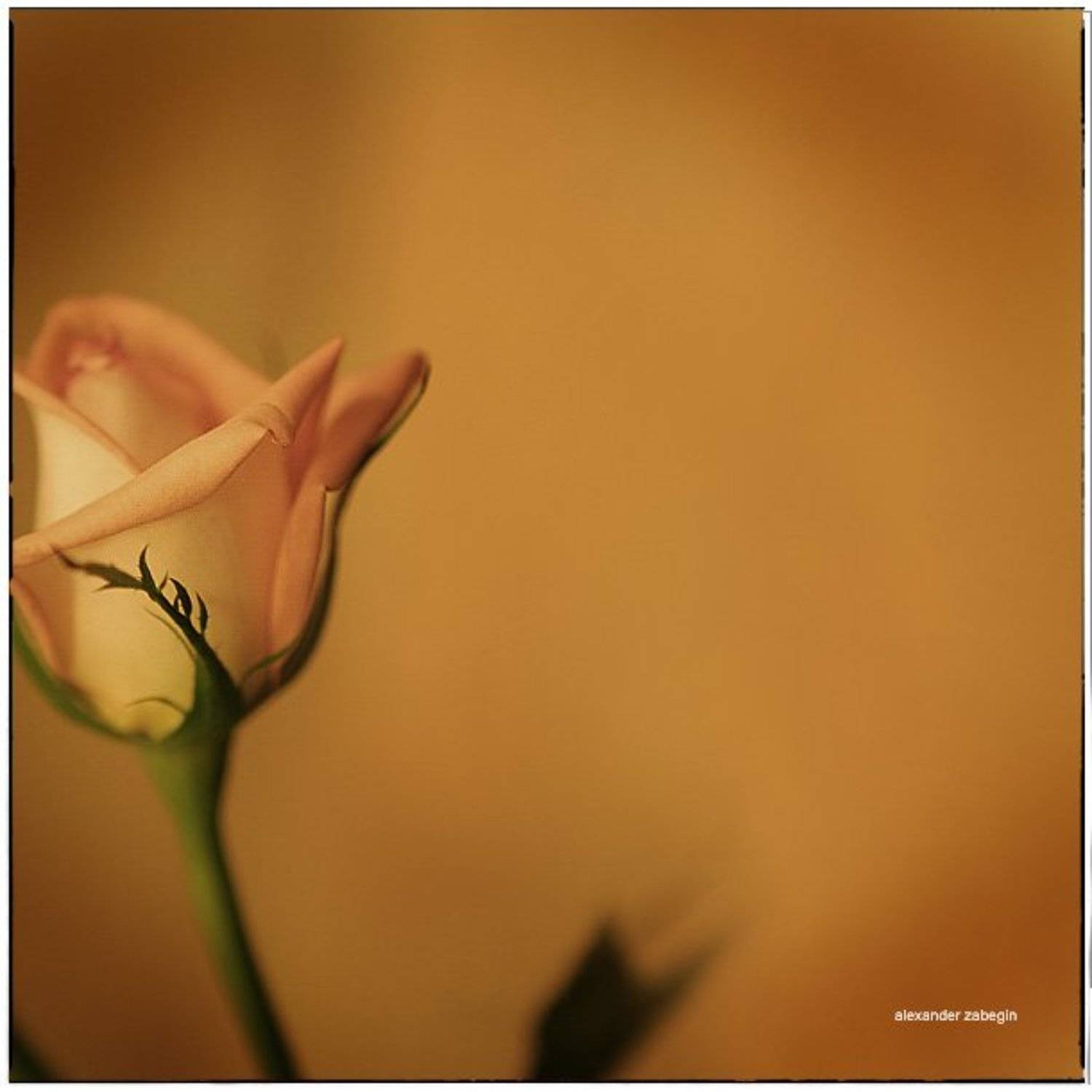 zabegin, Alexander Zabegin