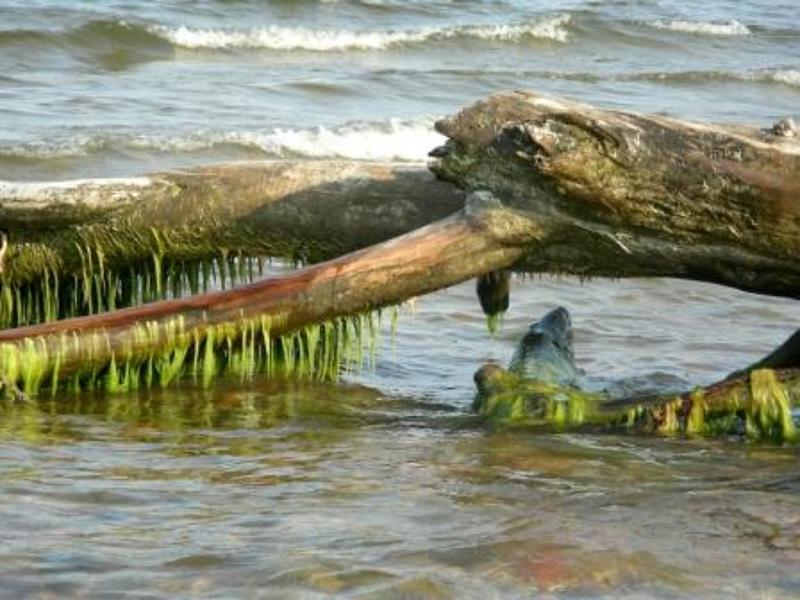 Рижский залив *** фото превью