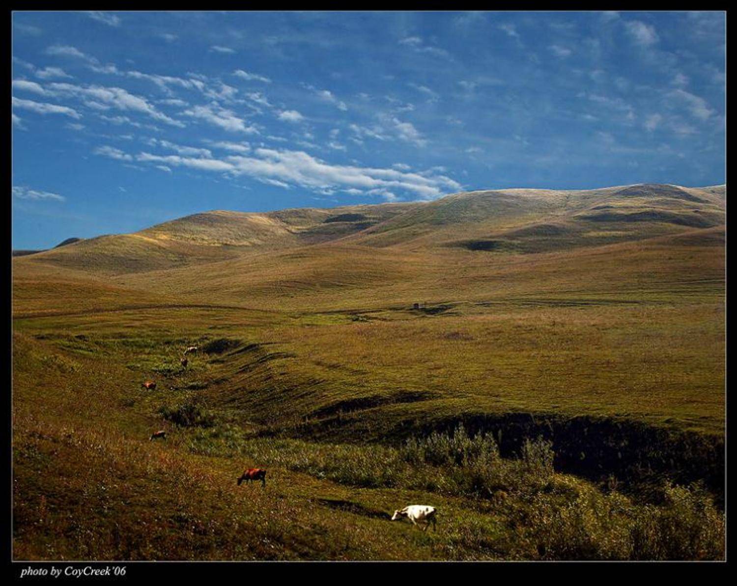 пейзаж, корова, Петрова Мария